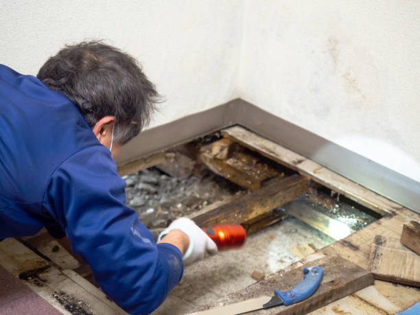 Best Commercial Mold Removal  in Mclean, VA