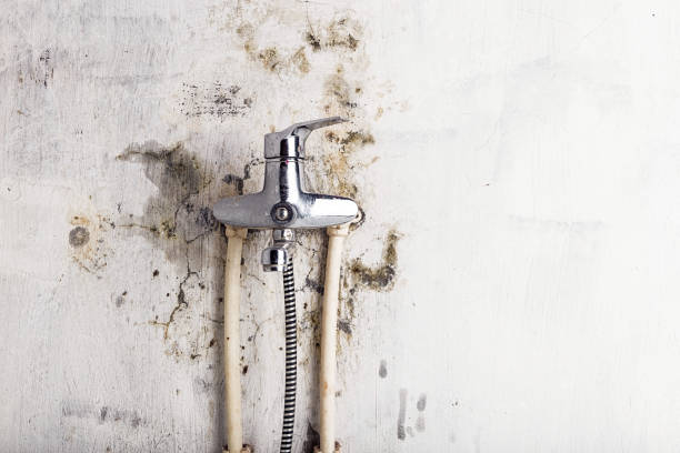 Best Mold Cleaning Services  in Mclean, VA