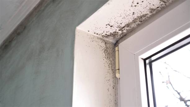 Best Mold Damage Repair  in Mclean, VA