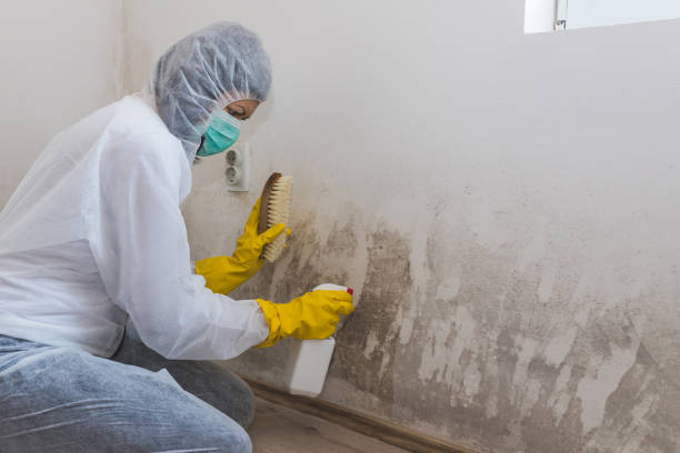 Best Mold Remediation  in Mclean, VA