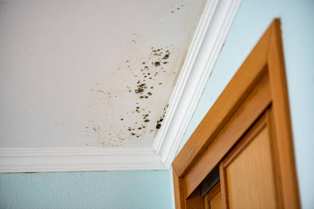 Best Office Mold Removal Services  in Mclean, VA