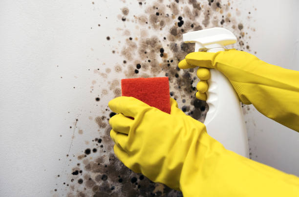 Best Mold Remediation  in Mclean, VA