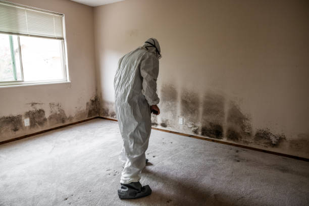 Best Mold Testing and Removal  in Mclean, VA