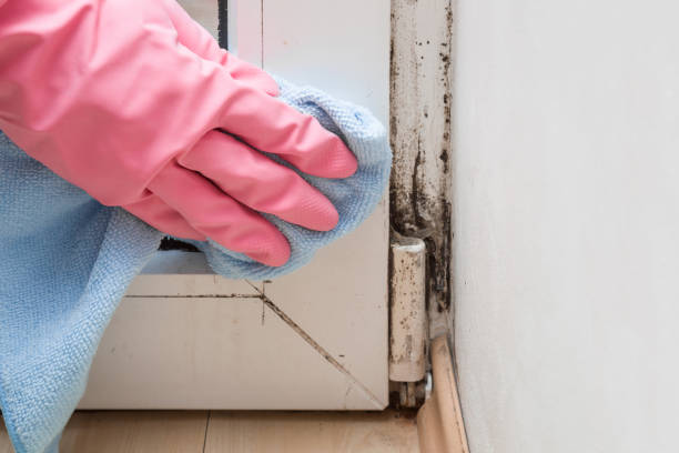 Best Fast Mold Removal  in Mclean, VA