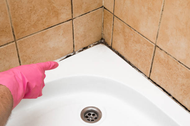 Best Fast Mold Removal  in Mclean, VA
