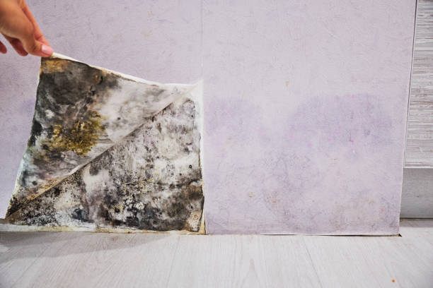 Best Affordable Mold Removal  in Mclean, VA